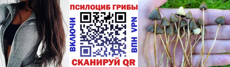 где продают наркотики  Междуреченск  Галлюциногенные грибы Psilocybe 